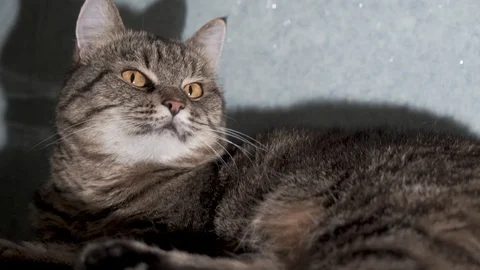 Cute homemade tabby cat close up. Cat lies and looks into the lens. Stock Footage 120426232