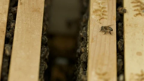 Cute Honey bee Stock Footage 91040742