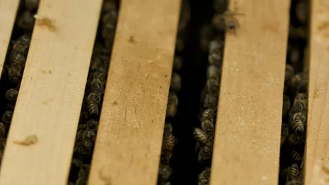 Cute Honey Bees Stock Footage 91040674