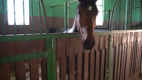 Cute horse 2 Stock Footage 301599690