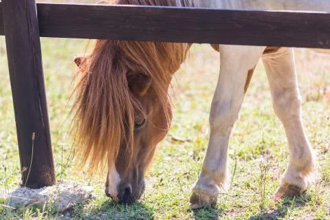 Cute horse image Foto stock