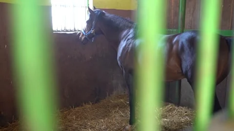 Cute horse looking out the window Stock Footage 301600265