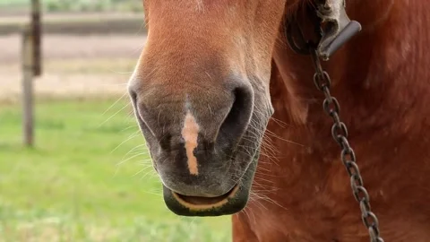 Cute horse muzzle in nature close-up.Horse as a symbol of the new year 2026. Stock Footage 325984087