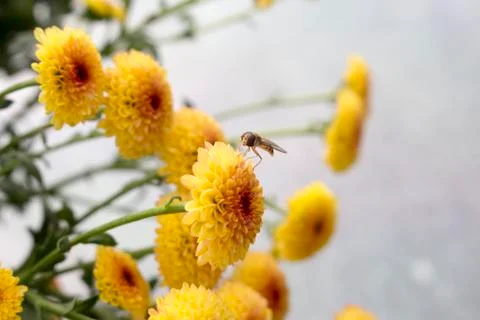 Cute hoverfly with big eyes pollinating a Lollipop Yellow Chrysanthemum flower Stock Photos