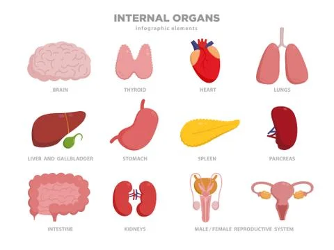 Cute human organs vector cartoon characters illustration in flat design. Organs 스톡 일러스트
