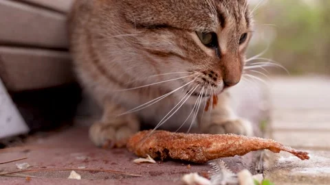 Cute Hungry Kitten. Red Cat Eats Fish Stock Footage 231720281