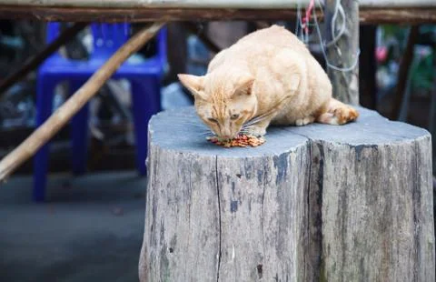 Cute hungry orange striped pattern cats eating pet food at street food market Stock Photos