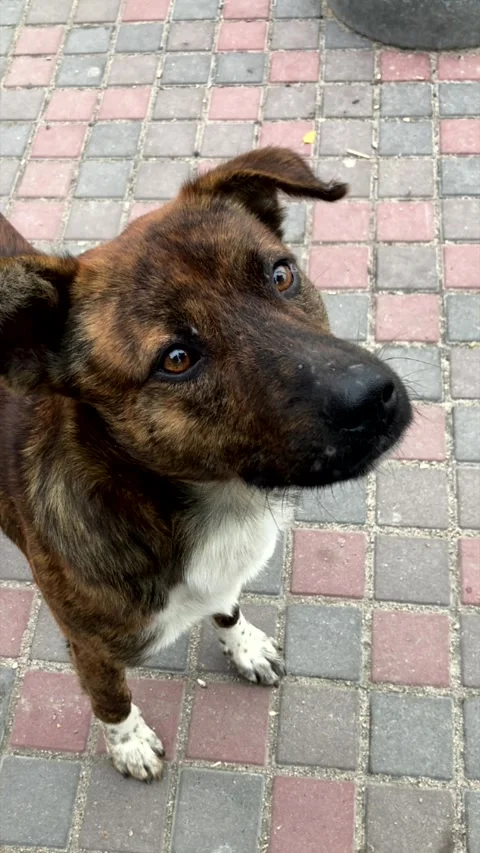 Cute hungry stray dog looking at the camera and searching for food. Stock Footage 336999087