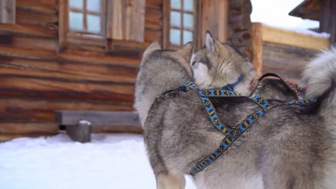 Cute Huskies and Malamutes shaking off snow in winter harnessed to sled Baikal  Stock Footage 317963289