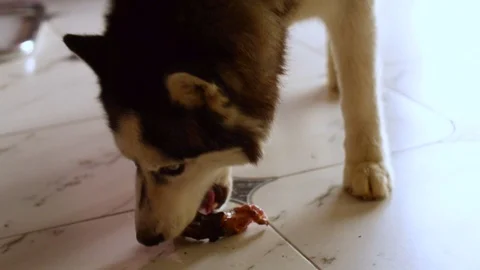 Cute husky dog is eating a bone at home on the tile floor. Stock Footage 112714903