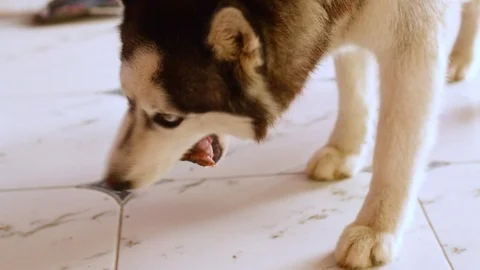 Cute husky dog is eating a bone at home on the tile floor. Stock Footage 112714926