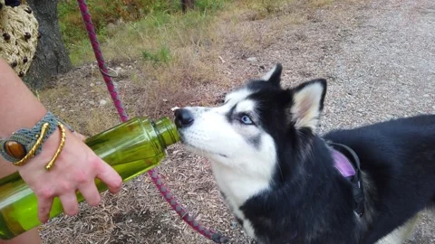 Cute Husky Drinking Water During Summer Walk Video stock 330439072