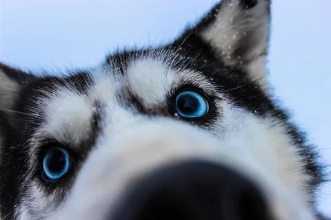 Cute husky Stock Photos