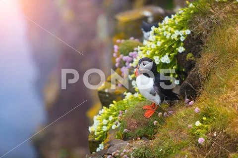 Cute iconic puffin bird, Iceland Stock Photos