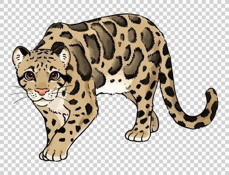Cute illustration of Clouded Leopard Stock Illustration