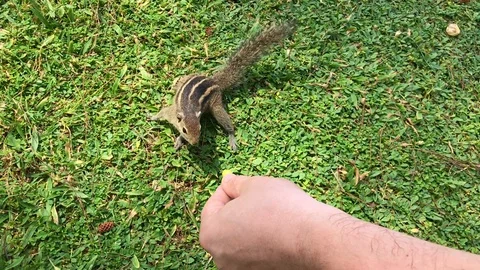 Cute Indian Palm Squirrel (Funambulus palmarum) Feeding. Curious Chipmunk. Stock Footage 129727731