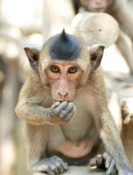 Cute infant monkey eating Stock Photos