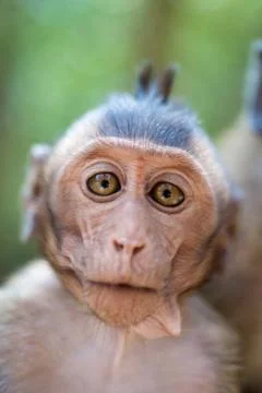 Cute infant monkey Stock Photos