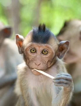Cute infant monkey Stock Photos