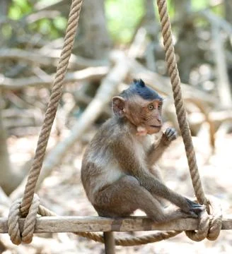 Cute infant monkey Stock Photos