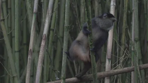 Cute inquisitive monkey climbs bamboo in the African jungle. Stock Footage 69129898