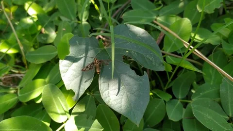 Cute insect bug tiger moth on the green leafs Video stock 256153900