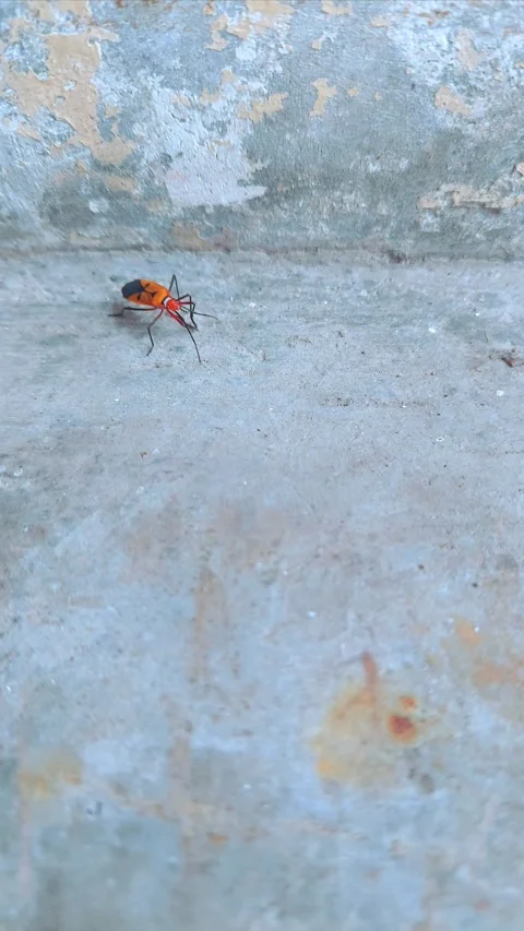 Cute Insect Cleaning Its Arms Video stock 290168773