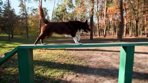 Cute, intelligent Border Collie playing in the beautiful, autumn park Stock Footage 226780401
