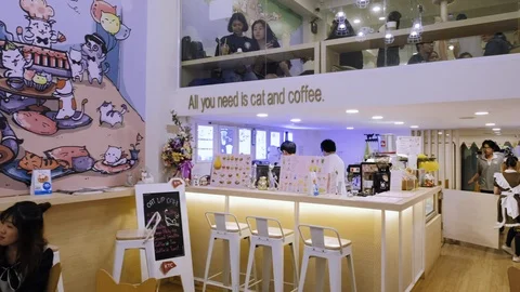 Cute interior design inside a cat café or restaurant in the center of Bangkok Stock Footage 92332814