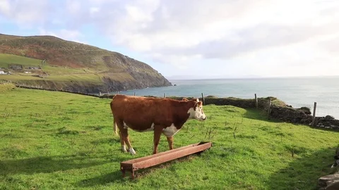 Cute Irish Cow Stock Footage 103362866