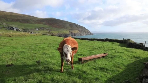 Cute Irish Cow2 Stock-Footage 103420634