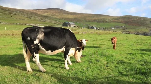 Cute Irish Cow3 Stock-Footage 103420994