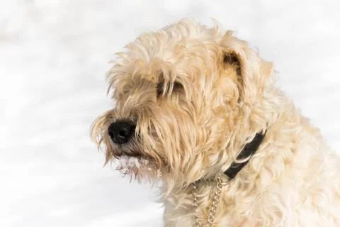 A cute irish wheaten softcoated  terrier in a white winter day Stock Photos