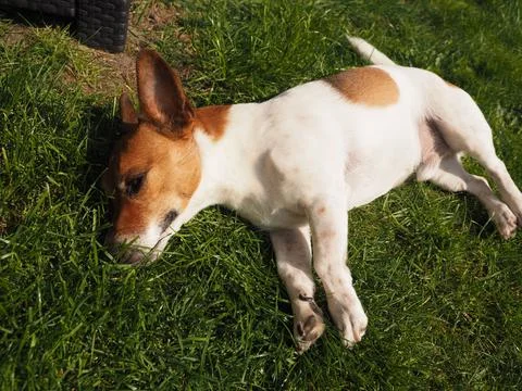 Cute Jack resting in the garden, taking a break and enjoying the sun Stock Photos
