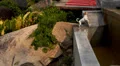 Cute Jack Russel Dog Playing with Water. Slow motion. HD Footage