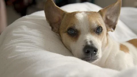 Cute Jack Russel looking at the camera while laying on a bed	 Foto stock