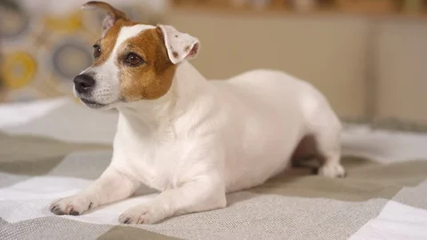 Cute Jack Russel Terrier Lying on Bed and Perking Up Ears Vidéo 119760541