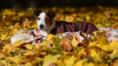 Cute Jack russel terrier posing in autumn Stock Footage 97864389