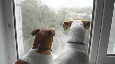Cute jack russell dogs looking out the window. 스톡 동영상 169758864