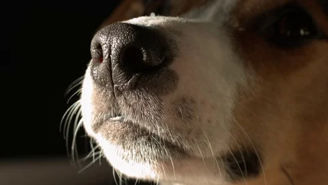 Cute Jack Russell Terrier Stock Footage 72538283