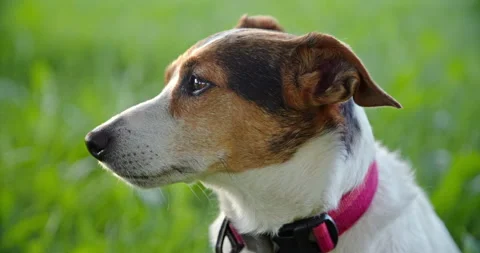 Cute Jack Russell terrier on grass Stock Footage 317014093