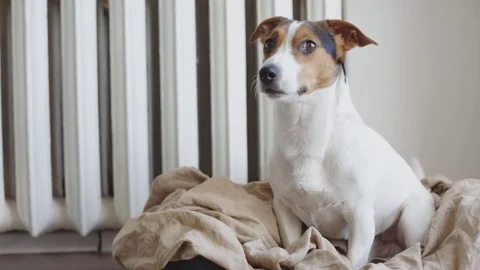 Cute Jack Russell Terrier on his place. Stock Footage 84789092