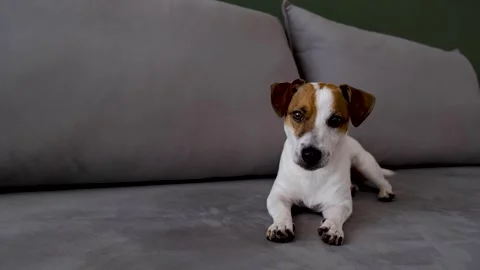 Cute Jack Russell Terrier is lying down on sofa Stock Footage 251741547