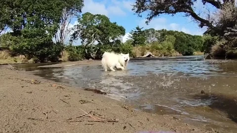 Cute japanese spitz having fun in water Stock Footage 158835167