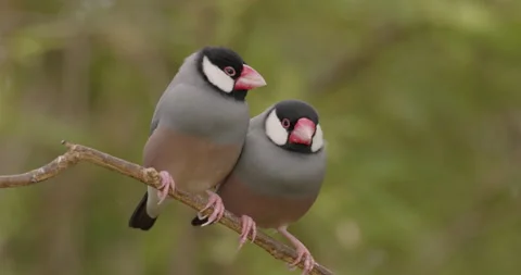Cute Java Sparrow Bird Pair Aggressive Intolerant Fighting Birds on Branch 库存影片 178362564