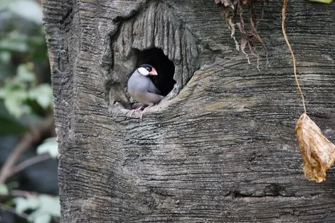 Cute Java sparrow sitting in a tree hollow Stock Photos