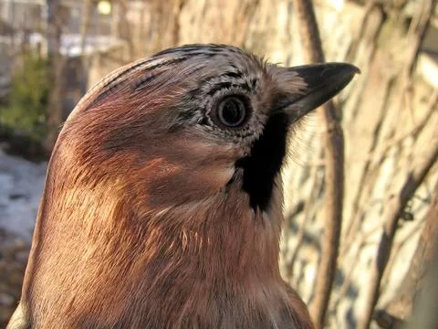 Cute jay Stock Photos