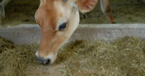 Cute Jersey cow looking at camera when eating hay in stall tongue out and mouth Stock Footage 165268703