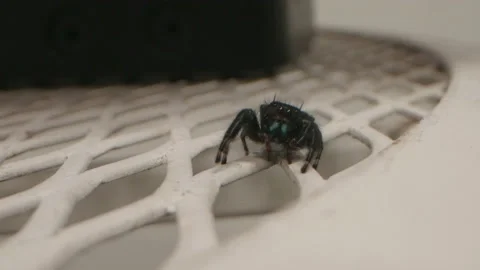 Cute Jhonson Jumping Spider on Table Stock Footage 143700835