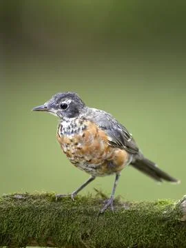 Cute juvenile robin on branch. Stock Photos